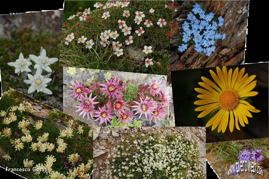 Collage di fiori 5.jpg